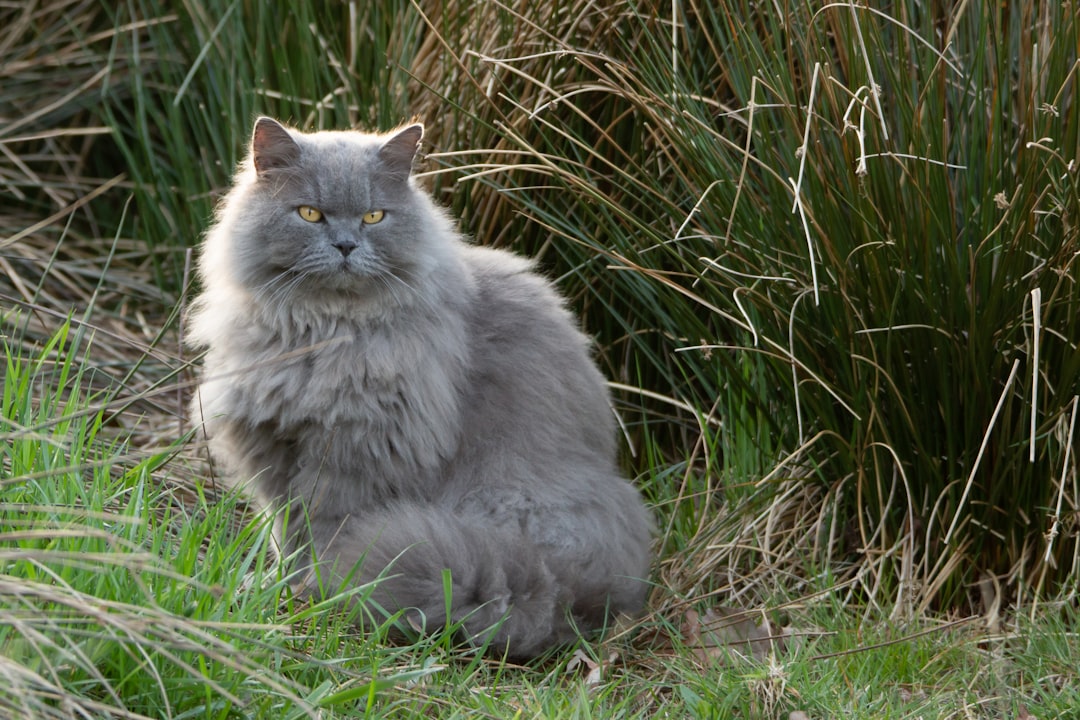 Royal Predator on the Prowl? Mysterious 'Big Cat' Stalks King Charles' Estate