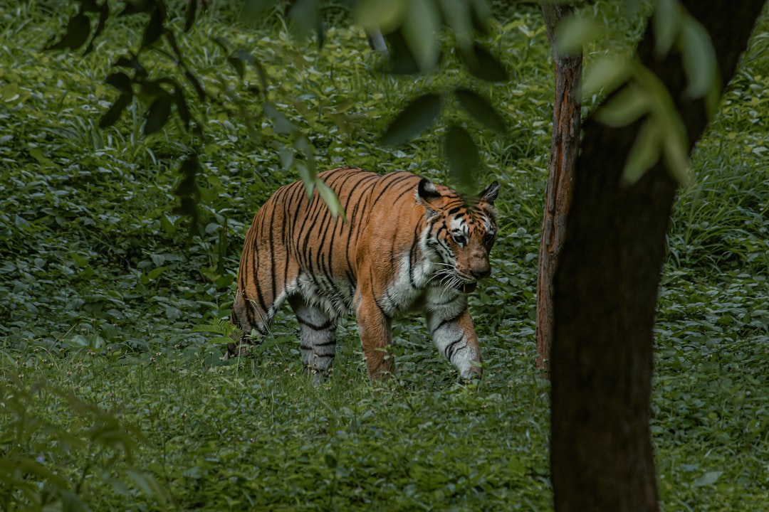 Tiger Attack Hoax Uncovered: Mom's Wild Lie to Hide Daughter's Elopement Sparks Insane 10-Hour Manhunt