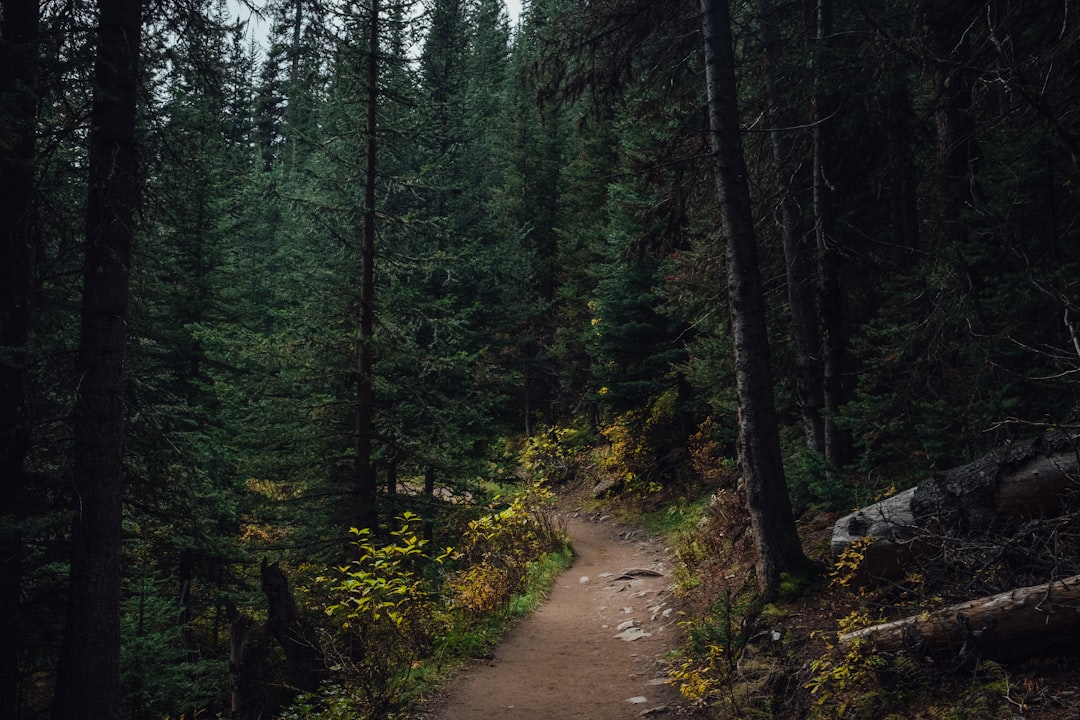 Your Next Hike in a New Mexico Forest Could Come With a Pop Quiz — Here's Why